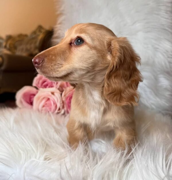 MADDIE