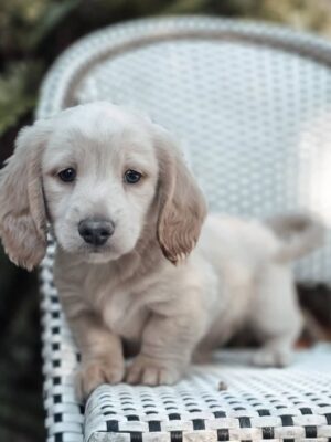 Ollie
