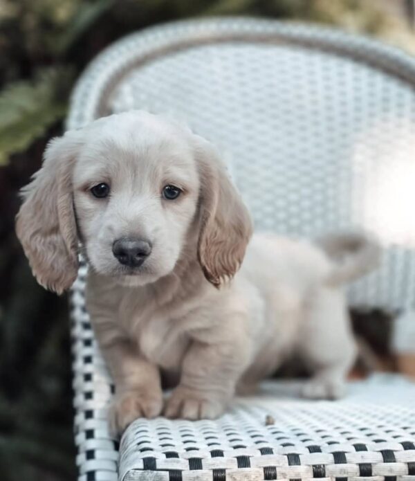 Ollie