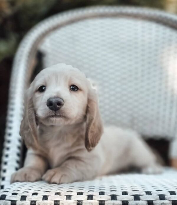 Ollie