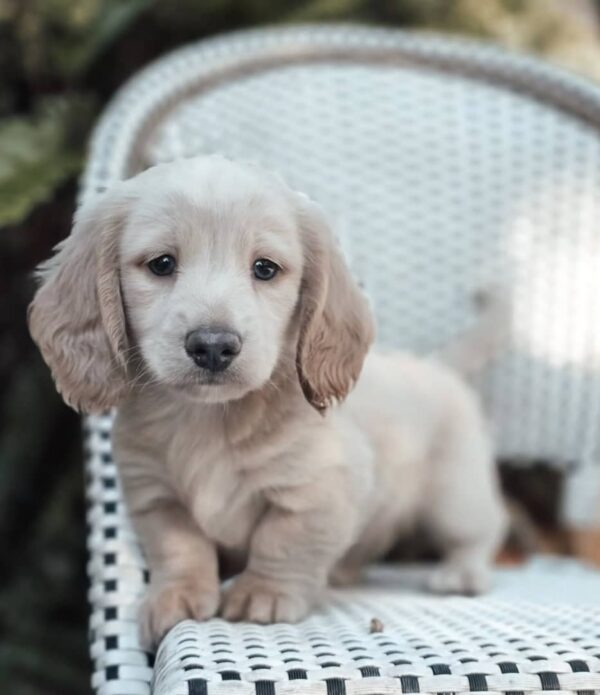 Ollie