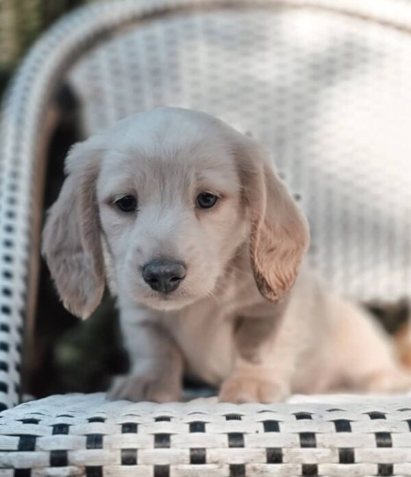 Ollie