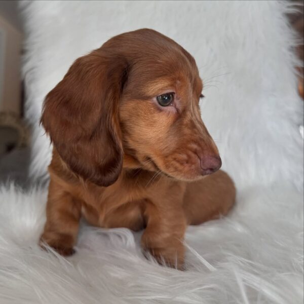 DAISY