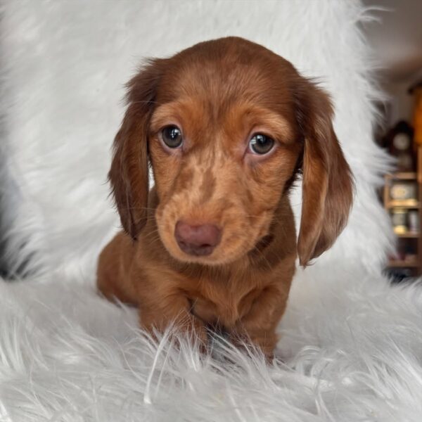 DAISY