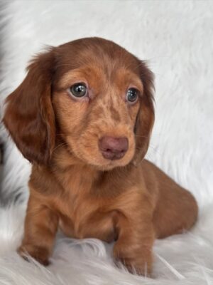 DAISY