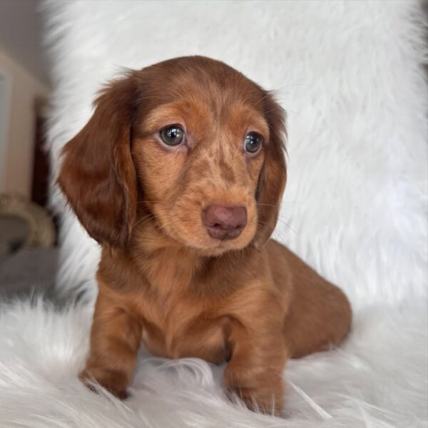 DAISY