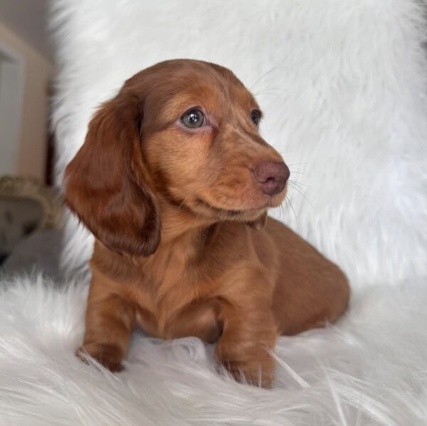 DAISY